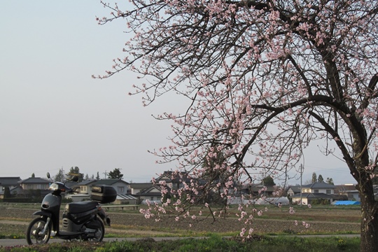 0417我が家の裏の桜。.JPG
