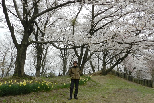0417桜と水仙。.JPG