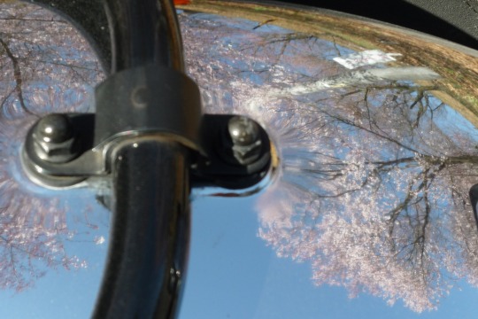 フェンダーに桜。.jpg
