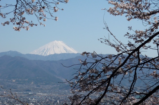 富士と桜。.jpg