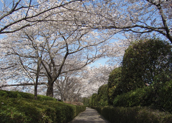朝の桜.jpg