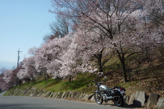桜山。.jpg