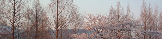 Sakura scheme2009.jpg